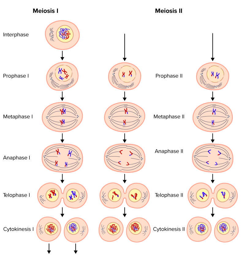 <p><strong>Prophase I:</strong> Chromosomes condense, nuclear membrane dissolves + crossing over occurs.</p><p><strong>Metaphase I:</strong> Spindles connect at centromeres and align them along the middle</p><p><strong>Anaphase I:</strong> Homologous pairs move to opposite sides. This is</p><p>disjunction.</p><p><strong>Telophase I:</strong> Chromosomes decondense cell</p><p>divides (cytokinesis), forms two haploid daughter cells of unequal sizes.</p><div data-type="horizontalRule"><hr></div><p><strong>Prophase II:</strong> Chromosomes condense + centrosomes</p><p>move to opposite poles</p><p><strong>Metaphase II: </strong>Spindle fibers from opposing centrosomes attach to chromosomes and align them in middle.</p><p><strong>Anaphase II: </strong>Spindle fibers separate the sister chromatids, chromosomes move to opposite poles.</p><p><strong>Telophase II:</strong> Chromosomes decondense, nuclear membrane reforms, cells divide</p><p>(cytokinesis) to form four haploid daughter cells.</p>