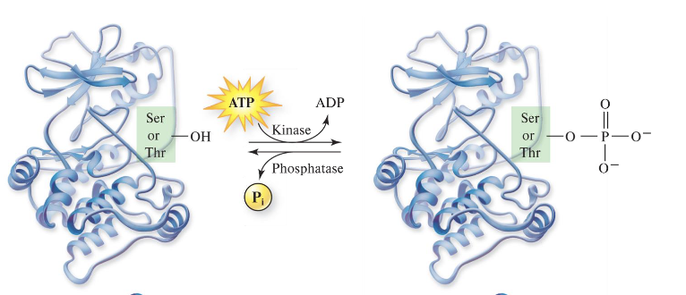 <p>phosphorylate proteins from the phosphate groups of ATP; categorized by the amino acids they modify</p>