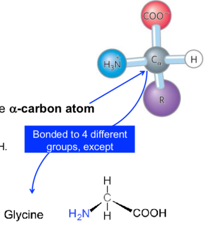 <ul><li><p>building blocks of proteins</p></li><li><p>3D molecules</p></li><li><p>4 groups arranged tetrahedral around alpha - carbon atom: -H, NH2, COOH, R</p></li><li><p>Glycine is simplest amino acids with R- as hydrogen</p></li></ul><p></p>
