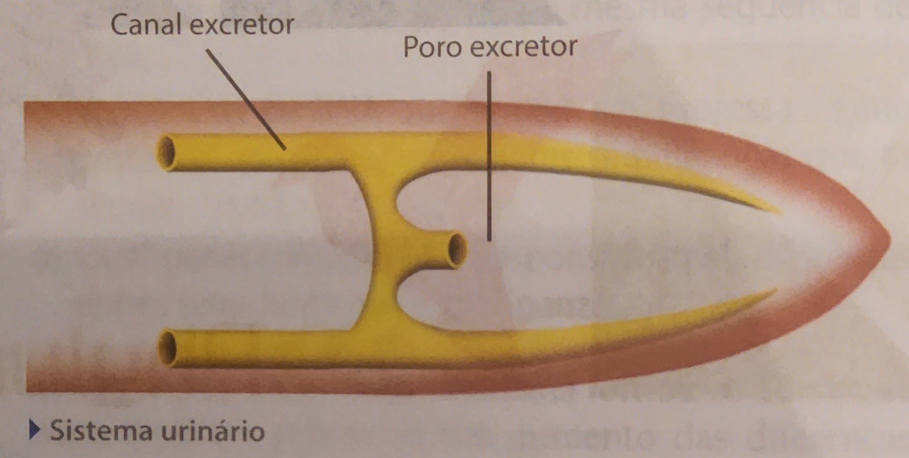 * canais excretores em H
  * amônia e excesso de água do líquido pseudocelomático