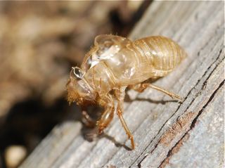 <p>Exuviae</p>