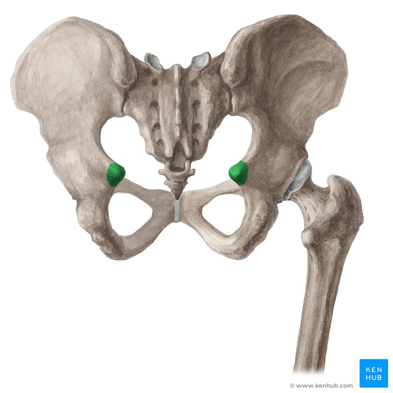 <p>process located posterior to the acetabulum</p>