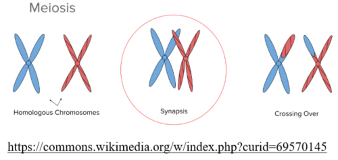 <p>synapsis</p>