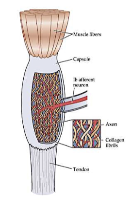 <p>mechanoreceptors that respond to changes in muscle tension and joint position (rather than muscle stretch)</p>