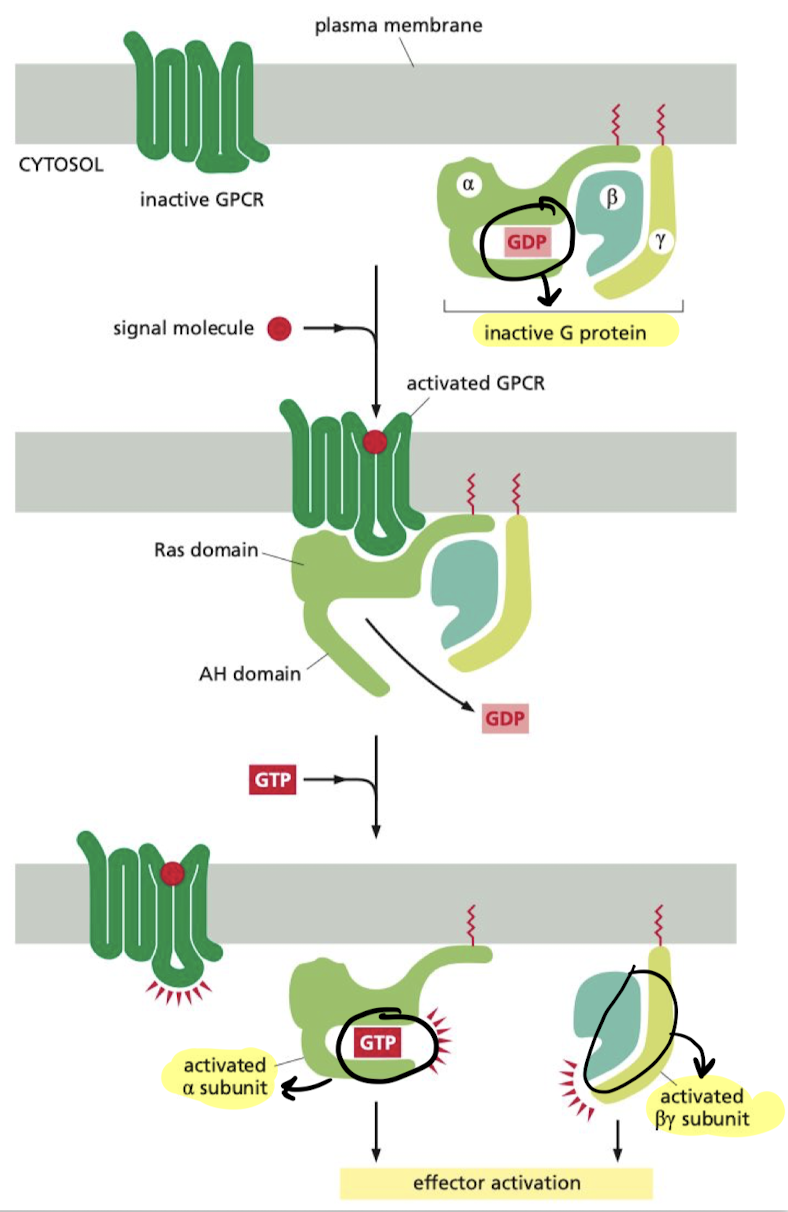 <ol><li><p>Binding of molecule to receptor causes release of GDP</p></li><li><p>GTP is allowed to bind to alpha subunit (Ga), activating it and the beta/gamma complex(Gby)</p></li><li><p>Ga and Gby move on to impact target proteins</p></li></ol>