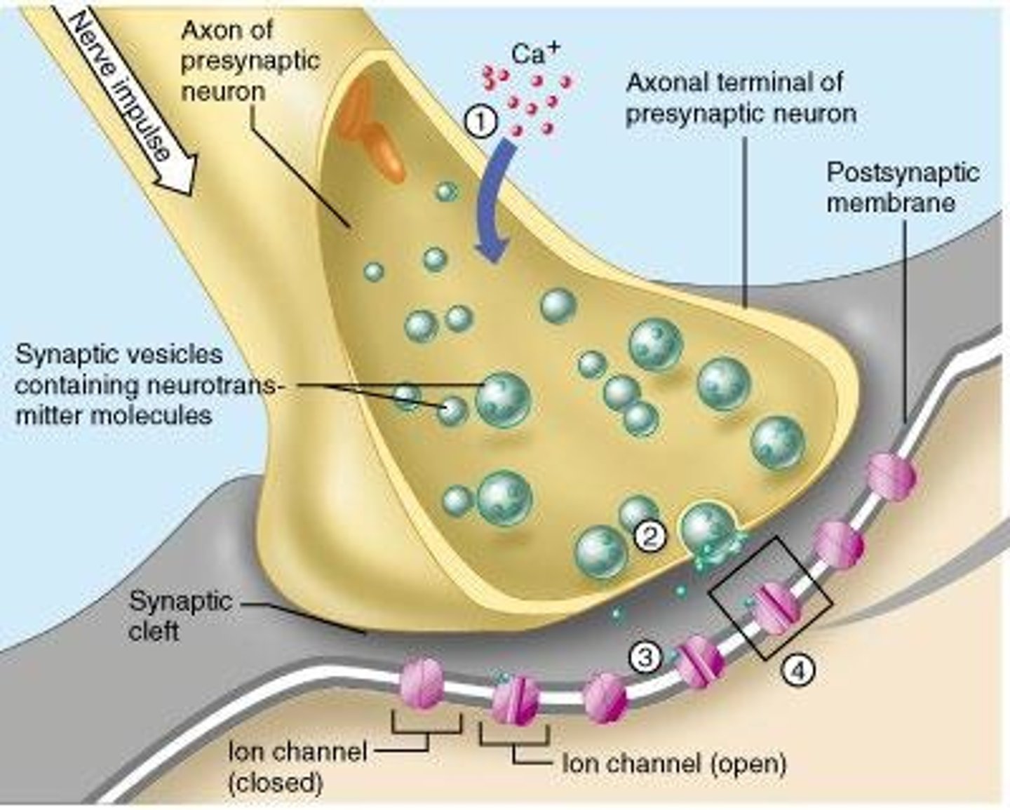 <p>They diffuse across the cleft and bind to specific receptors on the postsynaptic cell.</p>