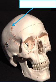 <p>what is it and its function?</p>