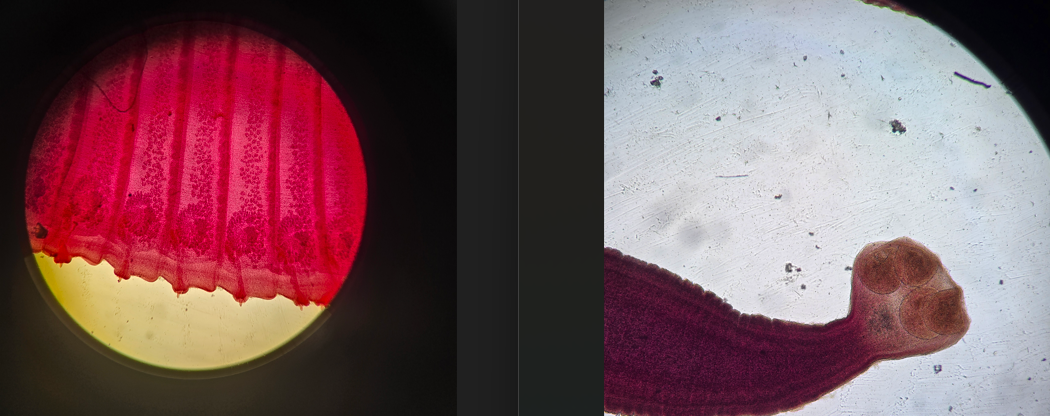 <p>identify these. </p>