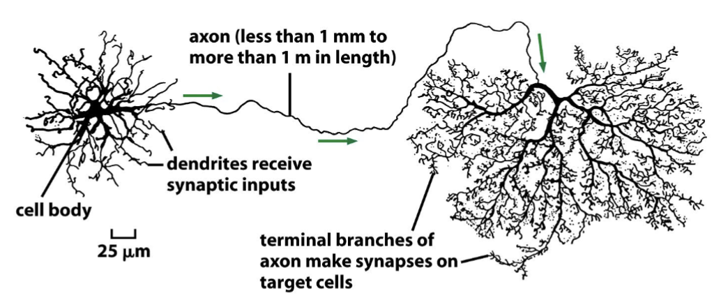 <p>complex multicell structures are _________ using basics of cell migration machinery coordinated with cues from the local microenvironment… then need to be maintained.</p>