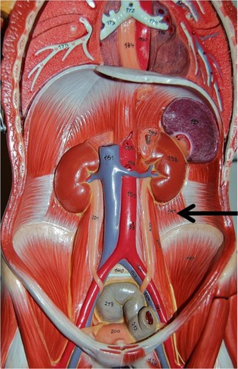 <p>Flexes lumbar region of vertebral column laterally to the same side; stabilizes and extends the lumbar vertebrae</p>