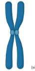 <p><span>thread-like structures found in the nucleus of cells that are made of DNA tightly coiled around proteins</span></p><p><span>What part of the cell is this and what is its function? </span></p>