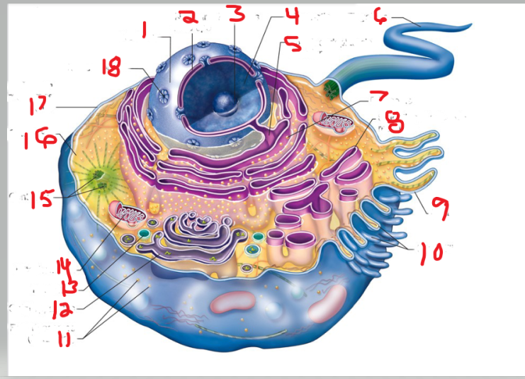 <p>What is the structure and function of image&nbsp;16</p>