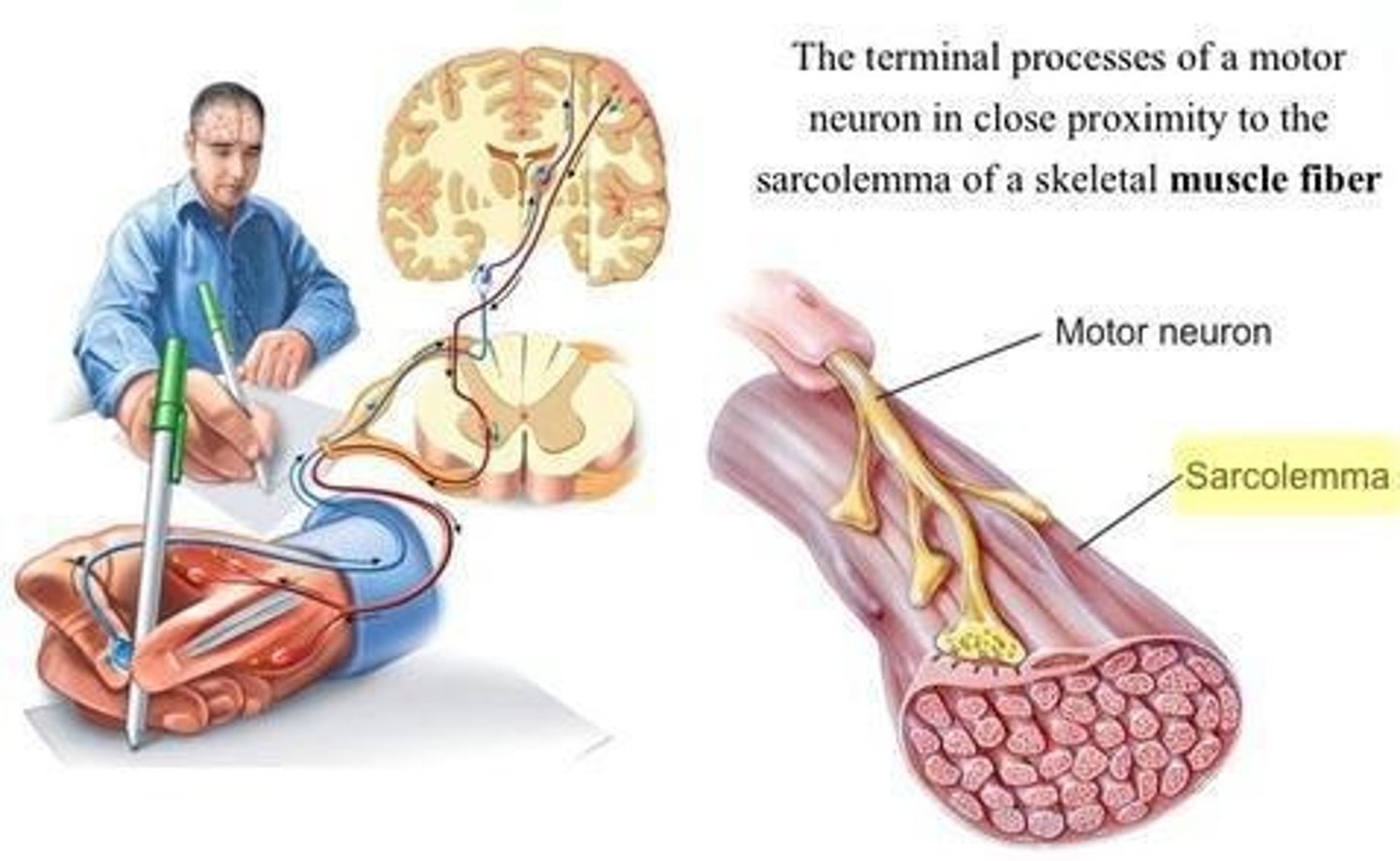 <p>It prevents the release of ACh from the presynaptic axon terminal, blocking the contraction process.</p>
