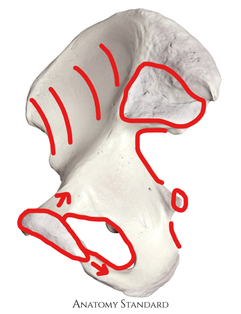 <p>What are the red areas called?</p>