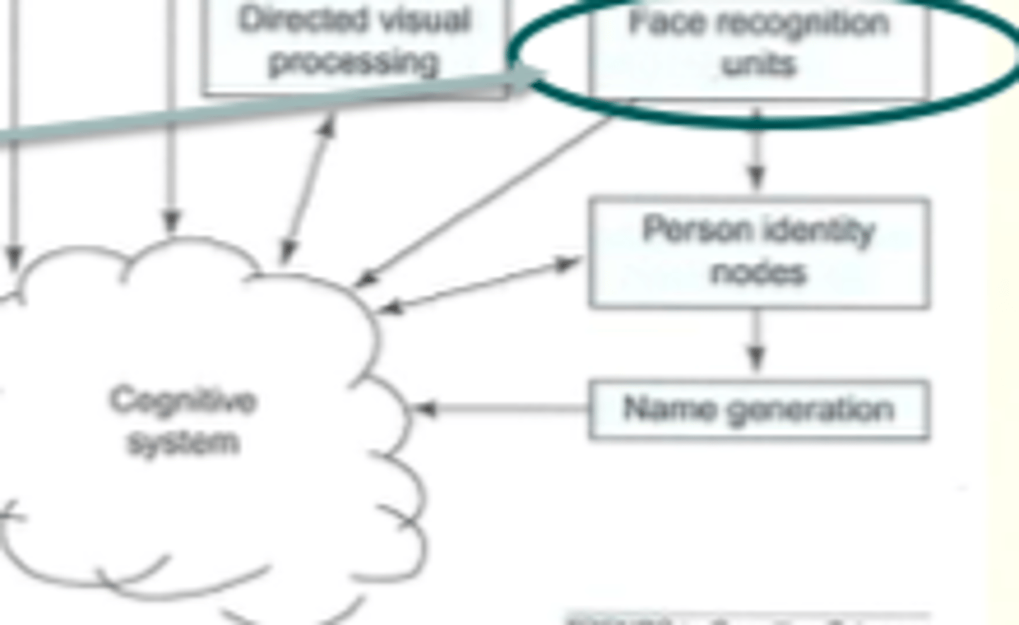 <p>intact perceptual abilities but cant recognise or proc faces enough. problem with FCU</p>