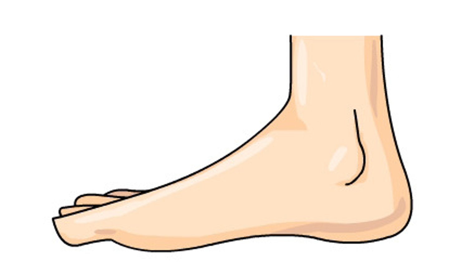 <p>(jiǎo)</p><p>foot, feet</p>