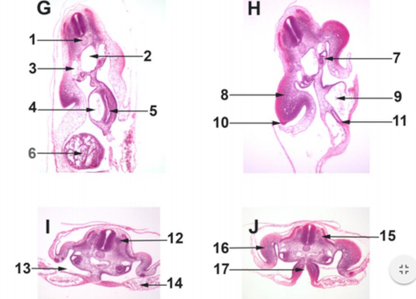 <p>#11 endoderm</p>