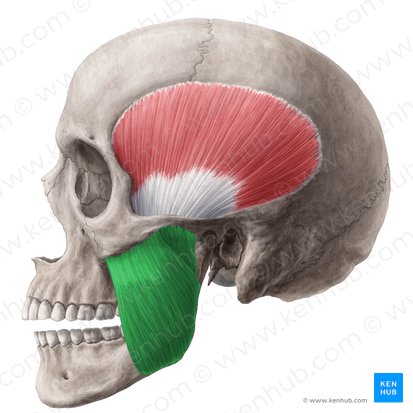 <p><strong>Origin</strong>: Zygomatic arch</p><p><strong>Insertion</strong>: Mandible (angle and ramus)</p><p><strong>Action</strong>: Elevates mandible (closes jaw)</p>