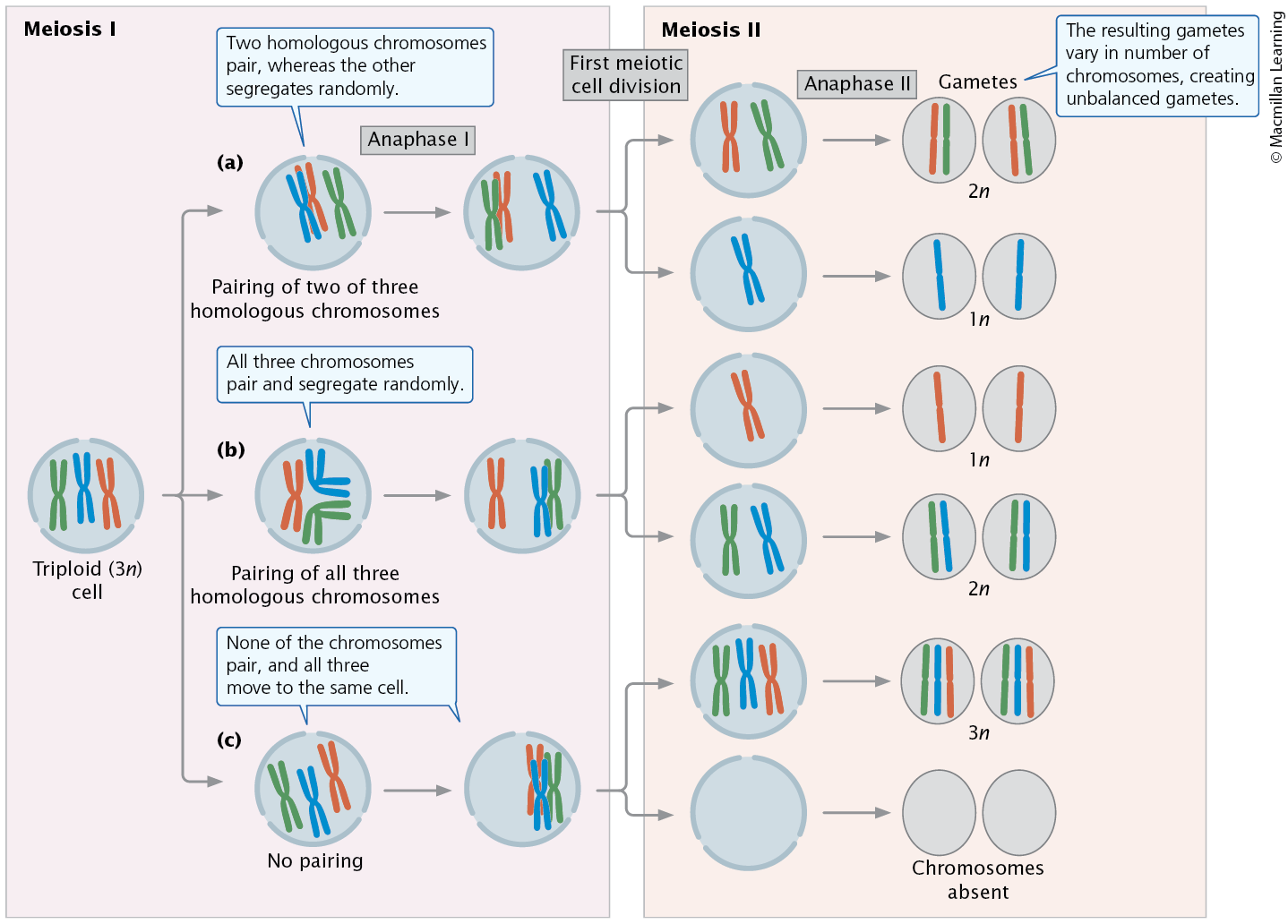 <p><span><span>In meiosis in an autotriploid, homologous chromosomes can pair, or fail to pair, in three ways. This example illustrates the pairing and segregation of a single homologous set of chromosomes.</span></span></p>