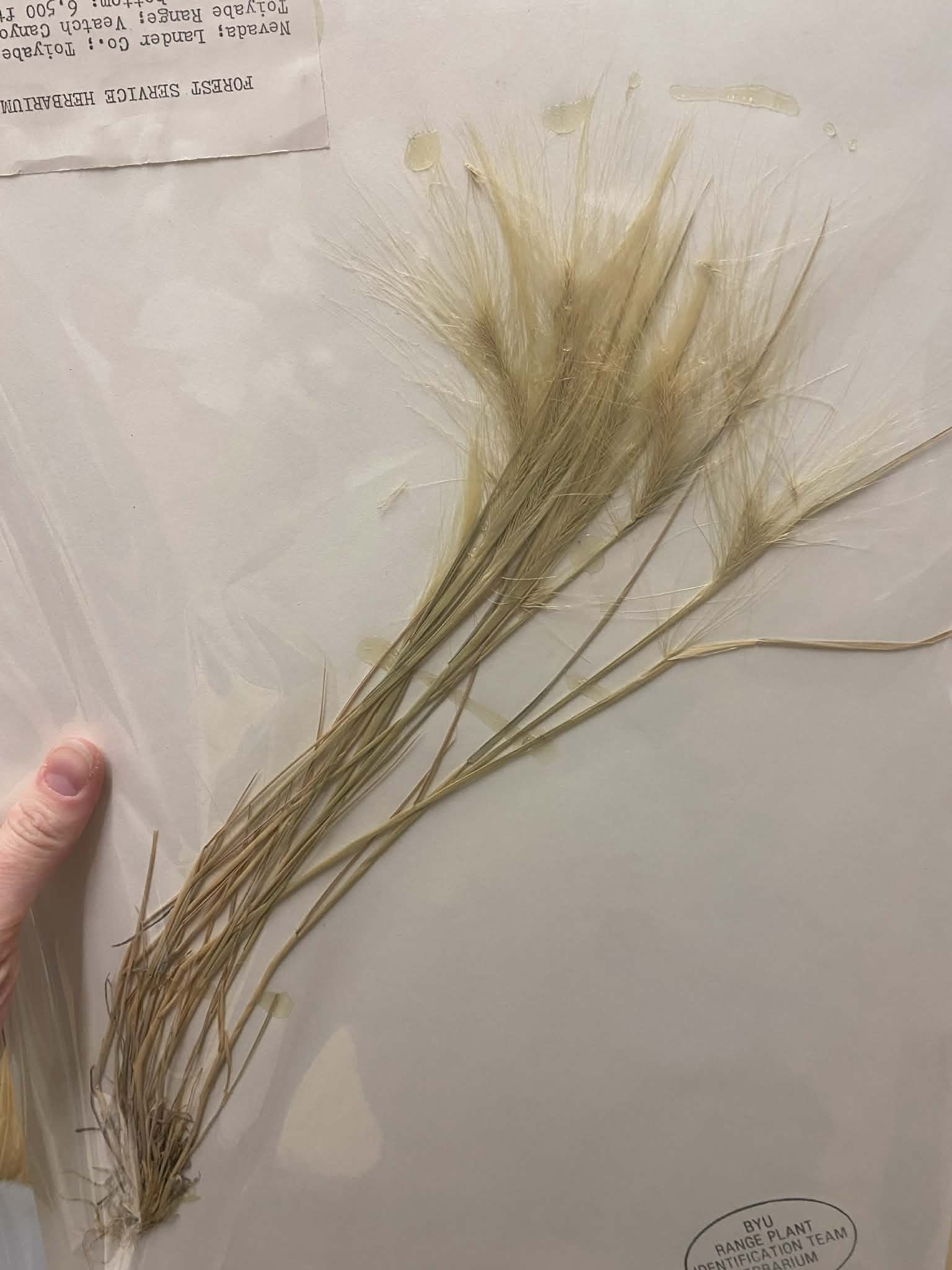 <p>Triticeae, P, N, Hordeum jubatum, foxtail barley</p>