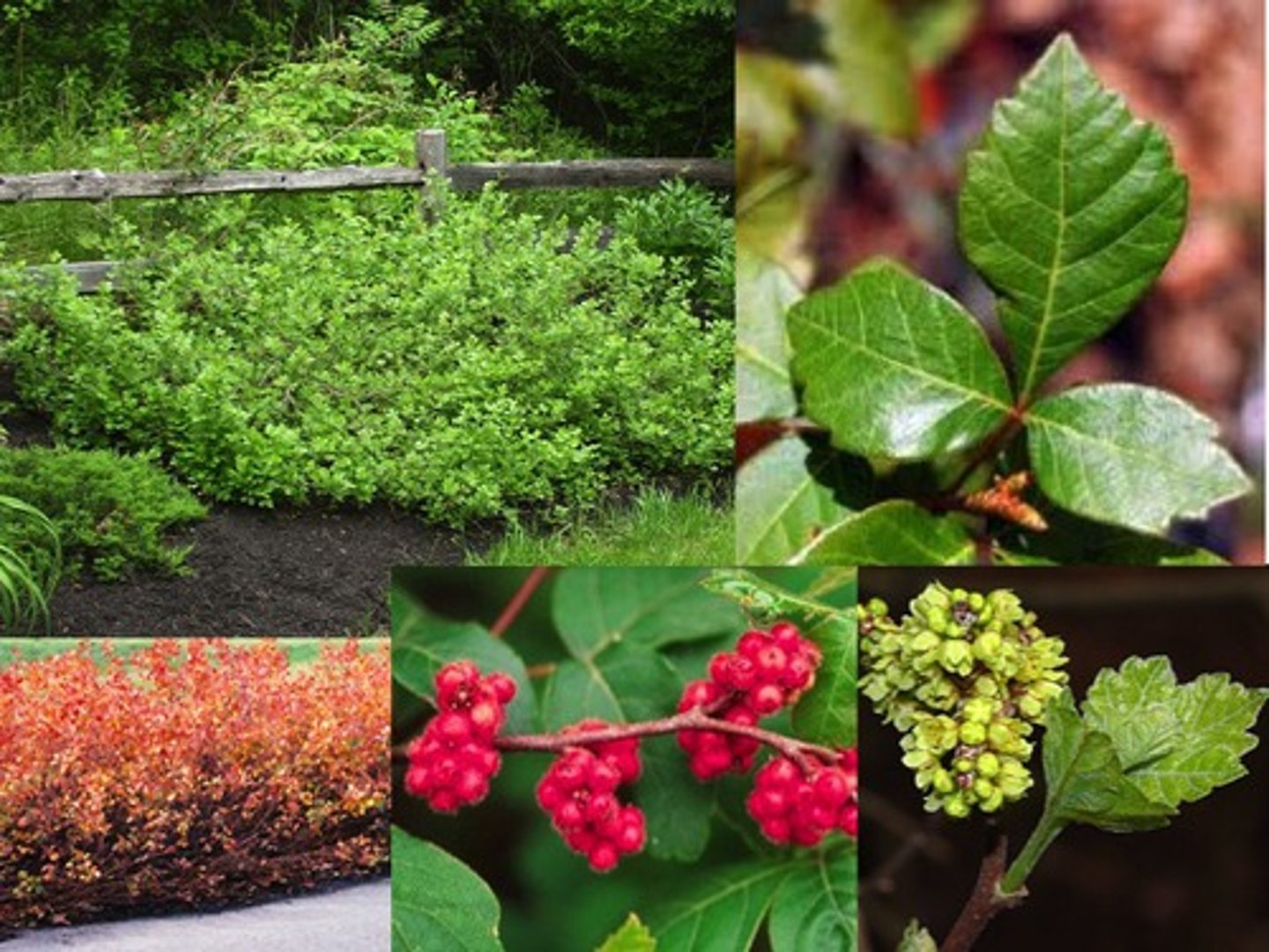 <p>fragrant sumac</p><p>Family: Anacardiaceae</p>