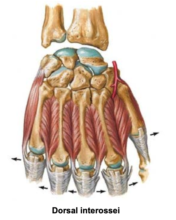 <p><span>Dorsal </span>Interosseous Muscles<span> - Number and Action</span></p>