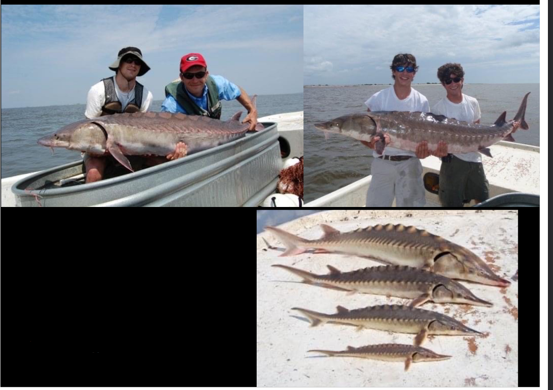 <p>Order Acipenseriformes</p><p>Family Acipenseridae (Sturgeons)</p><p>Atlantic Sturgeon</p><p>Acipenser oxyrinchus oxyrinchus</p>