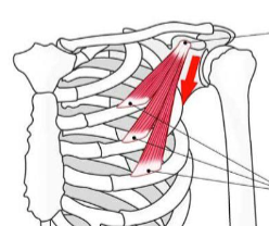 <p>attachment to bone</p>