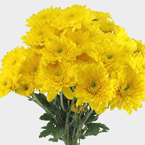 <p>Cushion Pompon Chrysanthemum</p>