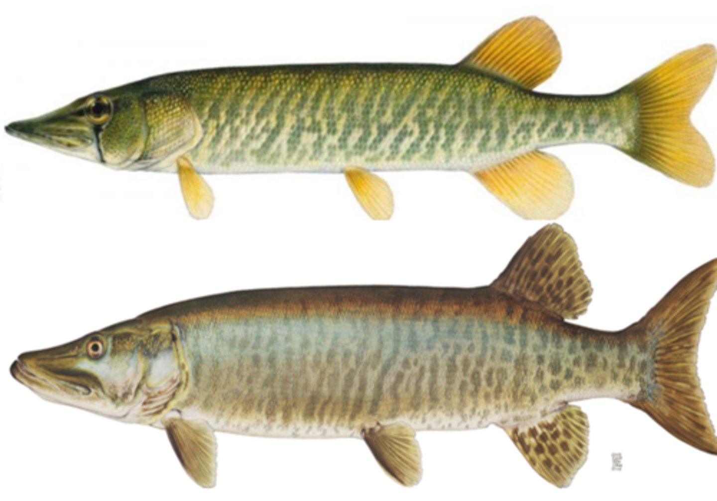 <p>Grass Pickerel</p><p>Muskellunge</p>