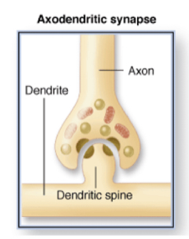 axon to dendrite