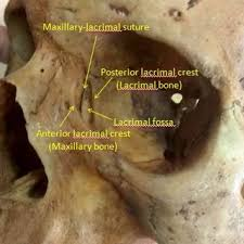 <p>Marks the location of the lacrimal (tear) gland that lubricates the surface of the eye FRONTAL</p>
