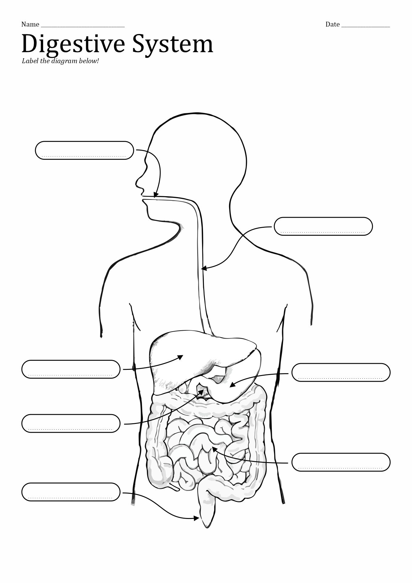 <p>label the digestive system</p>