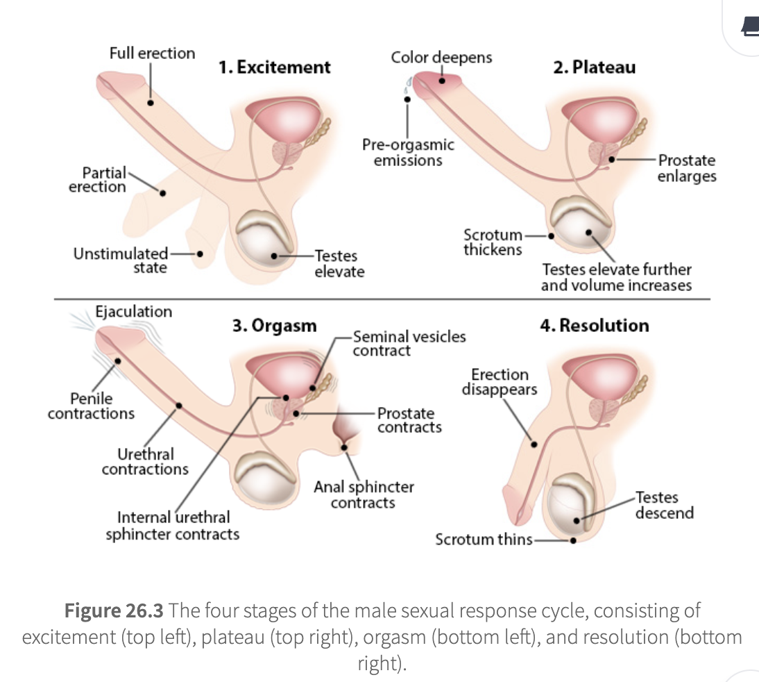 <ol><li><p>excitement</p><ol><li><p><strong>originates in erection reflex center of sacral spinal cord</strong></p></li><li><p><strong>erection can be reflexogenic (physical) or psychogenic (mental)</strong></p></li><li><p>penis goes from unstimulated→ partial→ full erection</p></li><li><p>testes elevate</p></li></ol></li><li><p>plateau</p><ol><li><p><strong>requires continual erotic stimulation</strong></p></li><li><p>pre-orgasmic emission begins</p></li><li><p>prostate enlarges</p></li><li><p>scrotum thickens</p></li><li><p>testes elevate further and increase in volume</p></li></ol></li><li><p>orgasm</p><ol><li><p><strong>loss of voluntary muscle control</strong></p><ol><li><p>ejaculation <strong>(emission + expulsion of semen)</strong></p></li><li><p>penile and urethral contractions</p></li><li><p>internal urethral sphincter contraction</p></li><li><p>seminal vesicle and prostate contractions</p></li><li><p>anal sphincter contraction</p></li></ol></li><li><p>followed by refractory period (no new erection/orgasm possible for a while)</p></li></ol></li><li><p>resolution</p><ol><li><p><strong>reproductive tissue return to their resting state</strong></p></li><li><p>erection disappears</p></li><li><p>scrotum thins</p></li><li><p>testes descend</p></li></ol></li></ol><p></p>