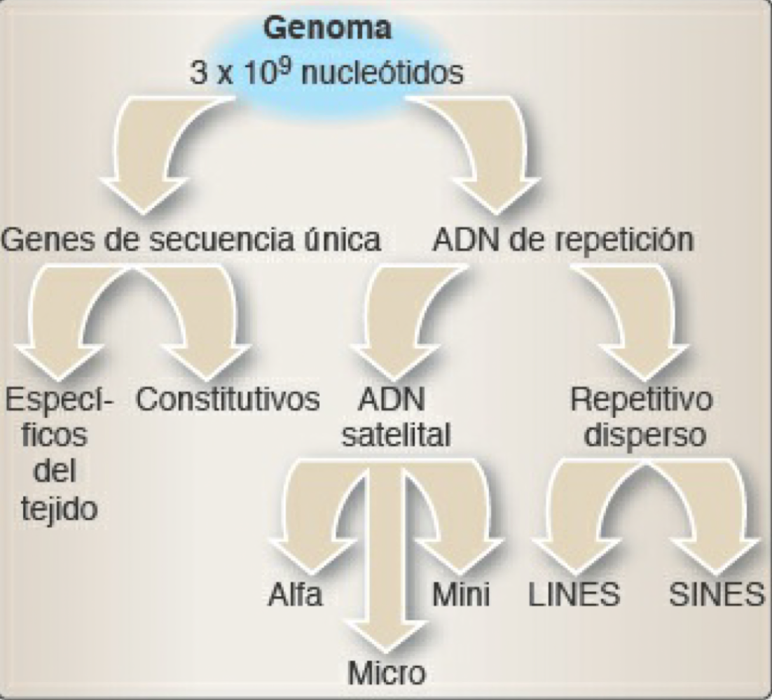 organizacion del genoma