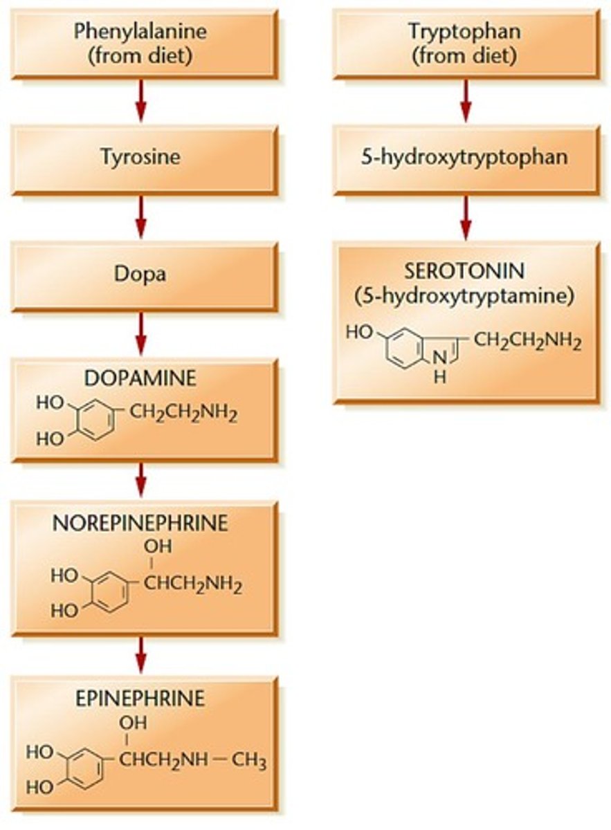 <p>Epinephrine (E), norepinephrine (NE), dopamine (DA), or serotonin (5-HT)</p>