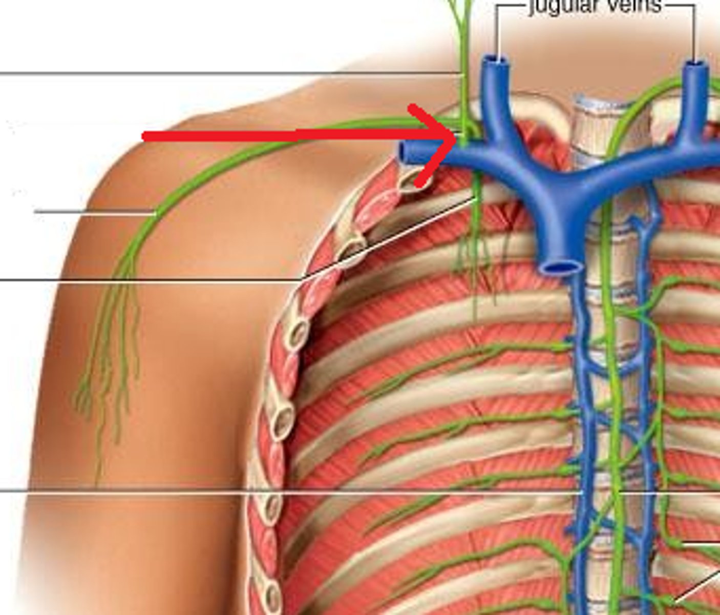 <p>drains right upper arm and right side of head and thorax</p>