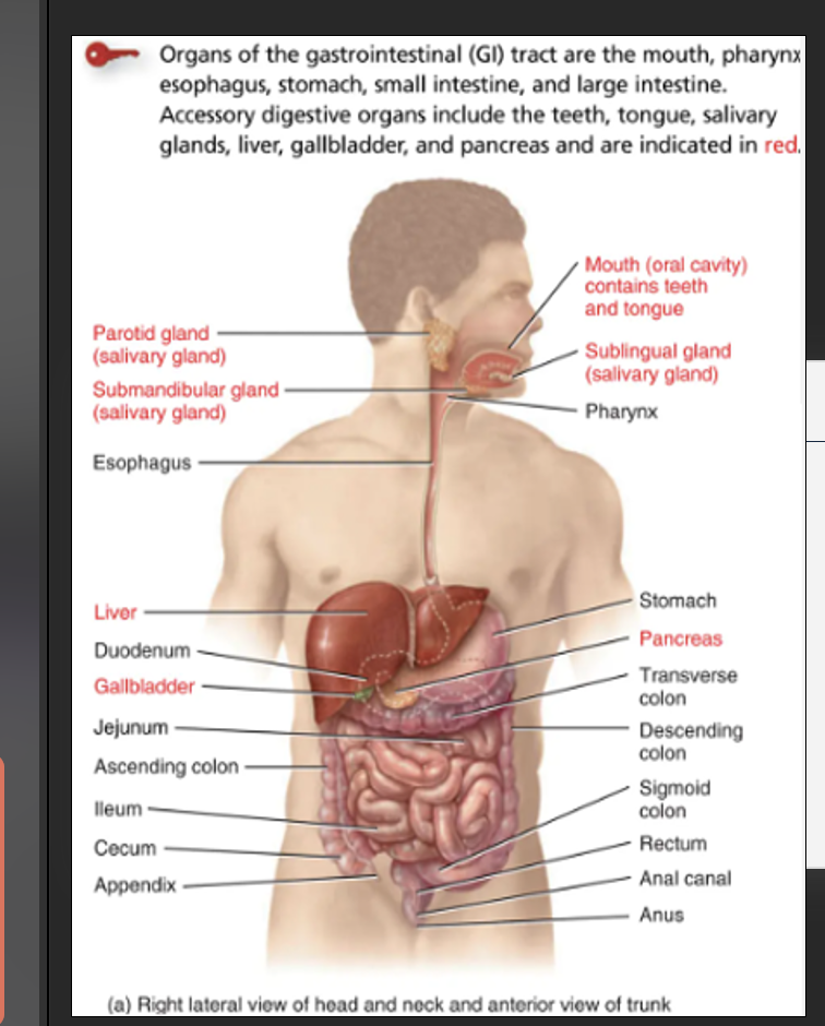 <p>-the alimentary GI Tract 9m long </p><p>-continuous lumen for an external environment</p><p>It has the same 3 layers throughout: Mucosa (epithelial cells lining the mucous glands),Muscle (contracts) and connective tissue (serosa, protects) </p><p>-mucous -helps to lubricate as food goes through the system </p><p>-the small intestine is not smooth </p><p>-squeeze food in different directions </p><p>-connective tissue - keeps us warm and protects </p><p></p>