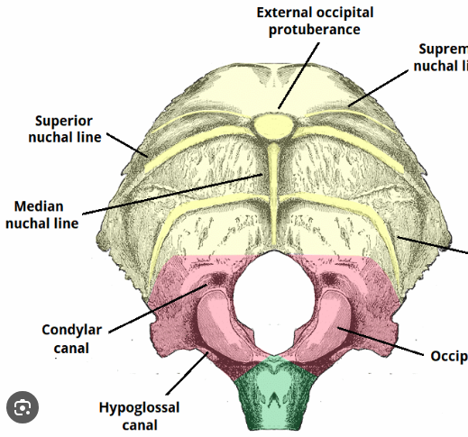 <ul><li><p>Forms posterior &amp; base of cranium</p></li><li><p>Contains <strong><u>foramen magnum</u></strong>&nbsp;where spinal cord merges with brainstem, <strong><u>external occipital protuberance</u></strong></p></li></ul><p></p>