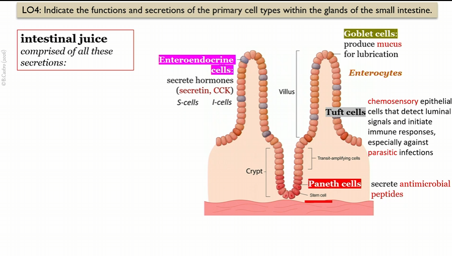 <p>in villi in small intestine</p><p>chemosensory epithelial cells that detect luminal signals and initiate immune responses, especially parasitic infections </p>