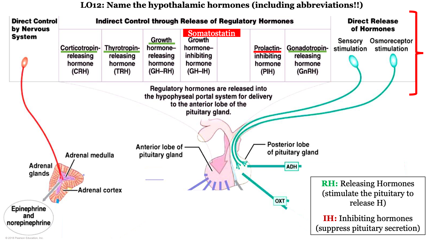 stimulate the pituitary to release hormones