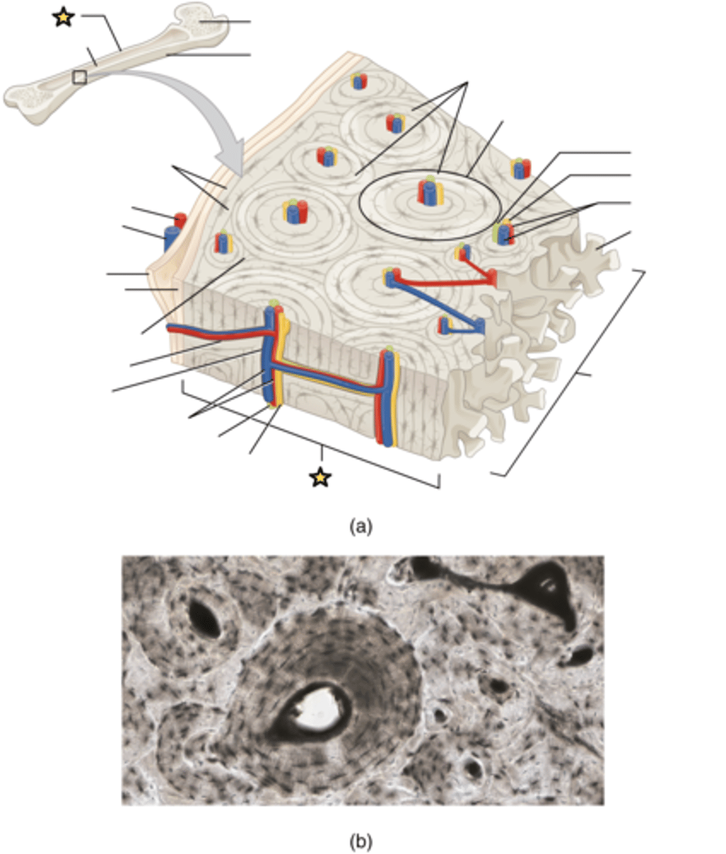 <p>Hard, dense bone tissue that is beneath the outer membrane of a bone</p>