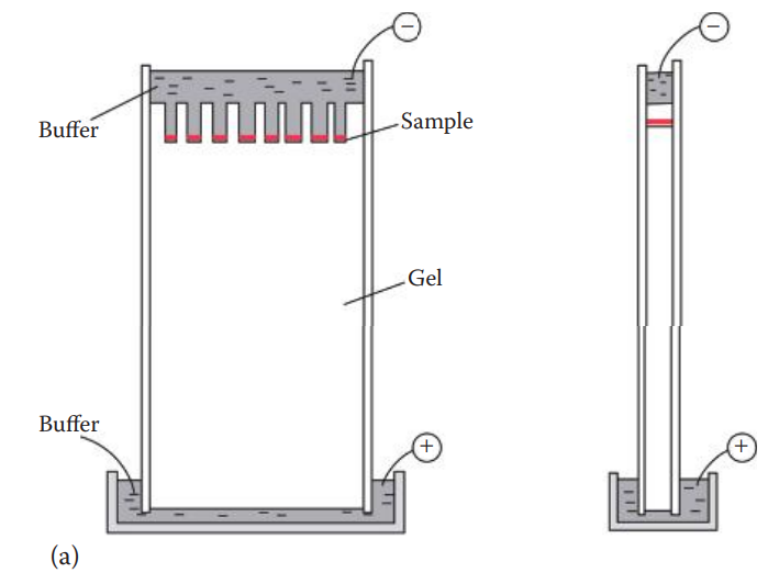 Vertical slab polyacrylamide gel. (a) Front and side view of vertical slab polyacrylamide gel apparatus.