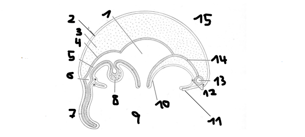 <p>Stavba medúzy u Hydrozoa:</p>