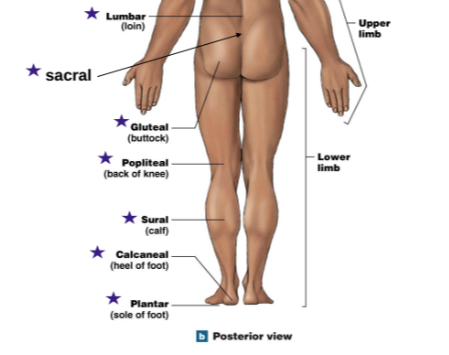 <p>Lumbar: Loin</p><p>Sacral (Below lumbar)</p><p>Gluteal: Buttcheeks</p><p>Poplietal: Back of knee</p><p>Sural (sureal): Calf</p><p>Calcaneal: Heel of foot</p><p>Plantar: Sole of foot</p>