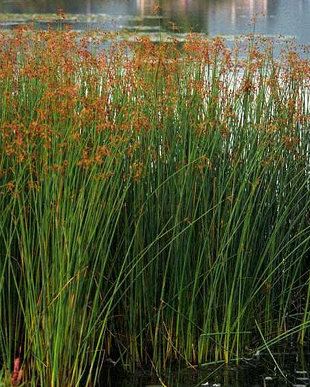 <p>Hardstem bulrush</p>