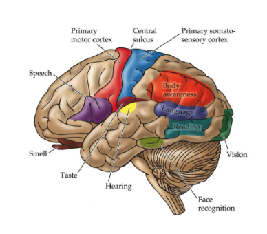 <p>primary areas for motor control and sensory (that we’re consciously aware of)</p>