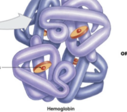 <ul><li><p>interactions between multiple&nbsp;polypeptides</p></li></ul><p></p>