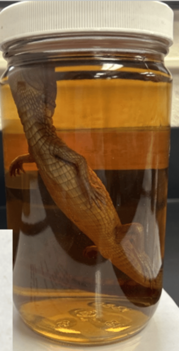 <p>phylum, subphylum, class?</p>