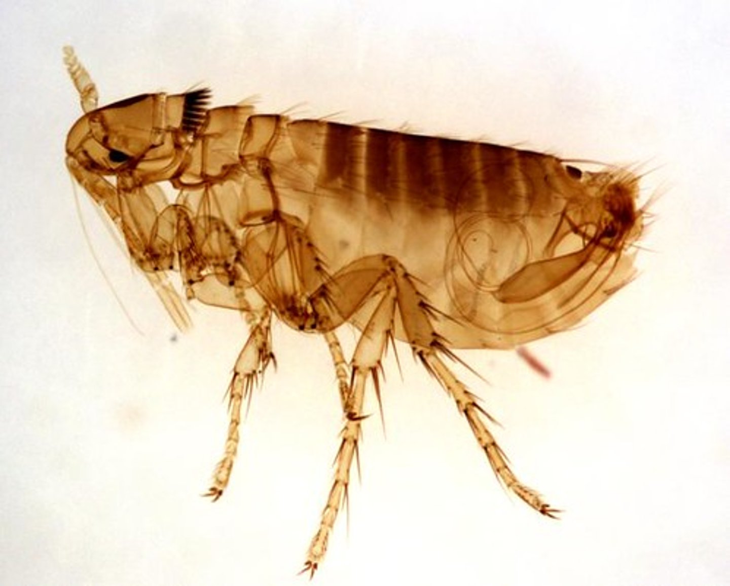 <p>Order Siphonaptera<br>Sub-Phylum Insecta</p>